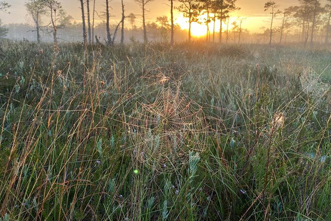 From Riga: Kemeri Bog Boardwalk and Jurmala Seaside - What to Bring and What to Expect