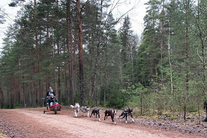 Husky dog sled/bike kart ride in Latvia ~ 3h group tour from Riga - The forest walk and watchtower