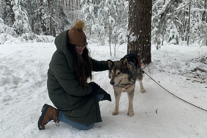 Husky dog sled/bike kart ride in Latvia ~ 3h group tour from Riga - Is $132.15 fair value?