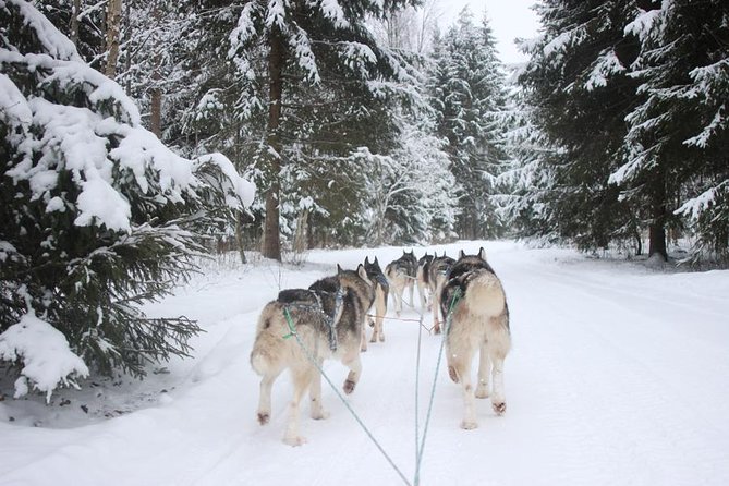 Husky Dog Sledding Tour From Riga - Quick facts for planning