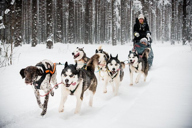 Husky Dog Sledding Tour From Riga - Why this Riga outing is different