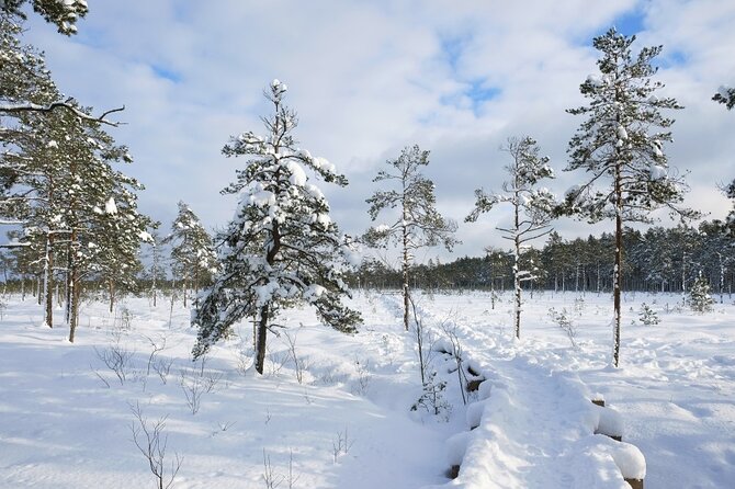 Husky Dog Sledding Tour From Riga - Snow sledding, or a cart on wheels