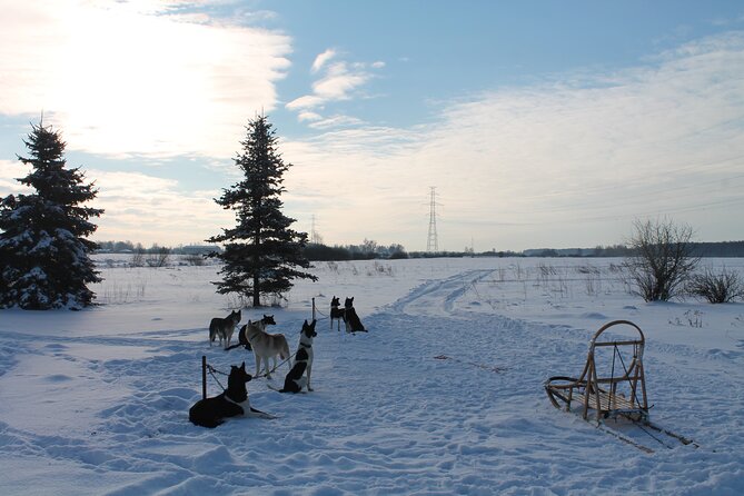 Husky Dog Sledding Tour From Riga - Hot drinks, snacks, and time with the dogs