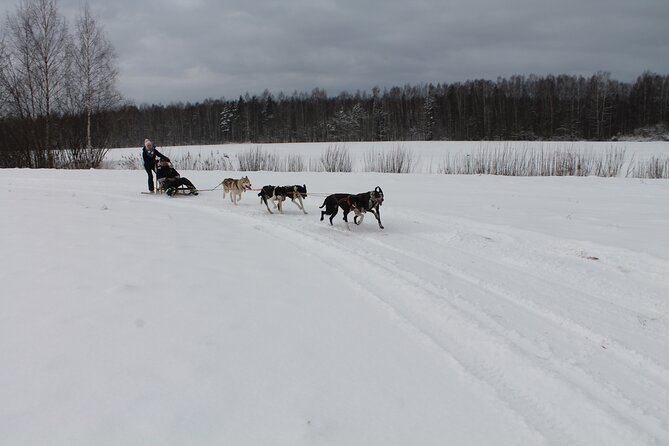 Husky Dog Sledding Tour From Riga - The forest walk after the ride