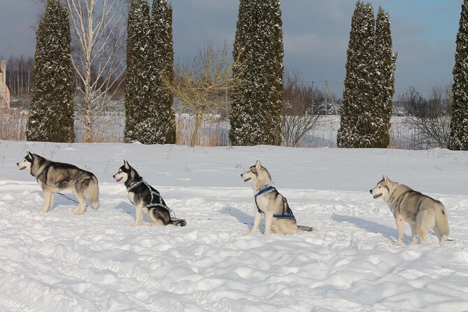 Husky Dog Sledding Tour From Riga - What the $174.15 price means
