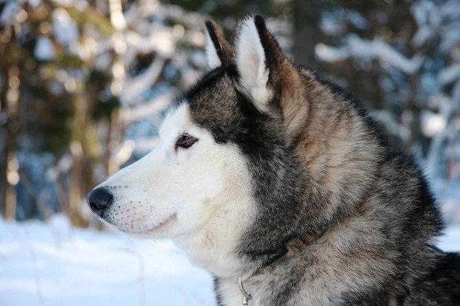 Husky Dog Sledding Tour From Riga - Meeting the huskies and learning to steer