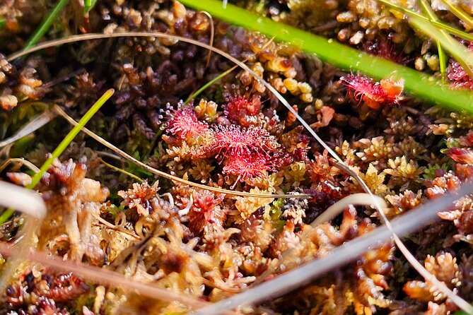 Ķemeri Great Bog Discovery With Optional Sunrise & Jūrmala Visit - Sunrise departures are beautiful but very early