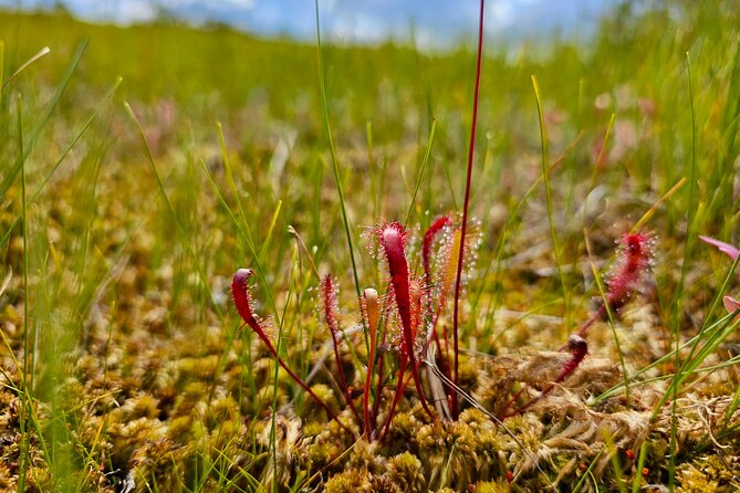 Ķemeri Great Bog Discovery With Optional Sunrise & Jūrmala Visit - A two-hour walk through peat, pools, and forest