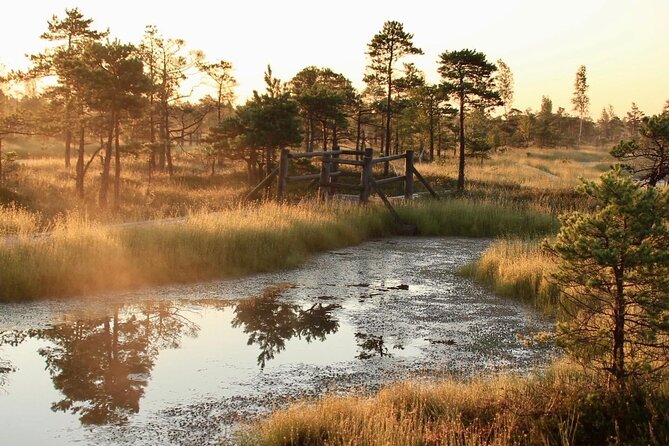 Sunrise at Kemeri National Park - Small Group - Arriving at the Great Kemeri Bog Boardwalk