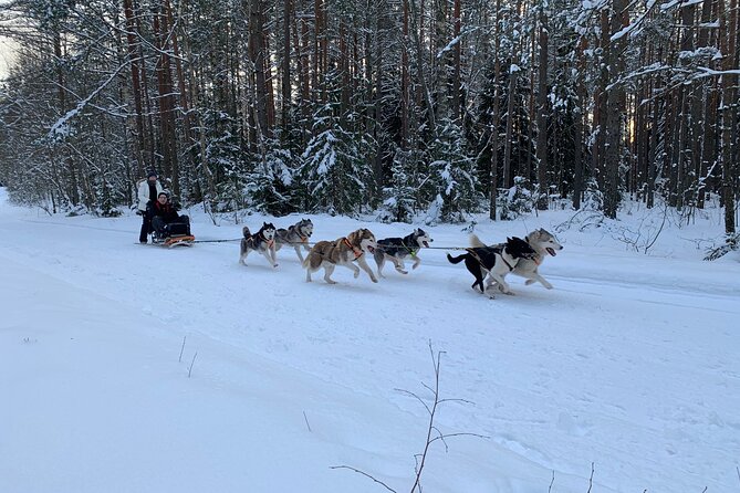 Ultimate Husky dog sledding experience in Latvia - Private tour from Riga - Leaving Riga for the Latvian forest