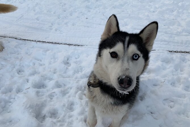Ultimate Husky dog sledding experience in Latvia - Private tour from Riga - Bike carts keep the outing going without snow