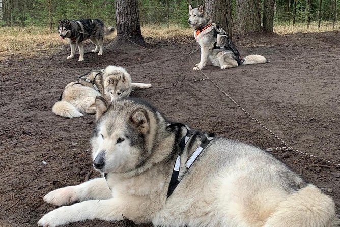Ultimate Husky dog sledding experience in Latvia - Private tour from Riga - What the $168.20 price really covers