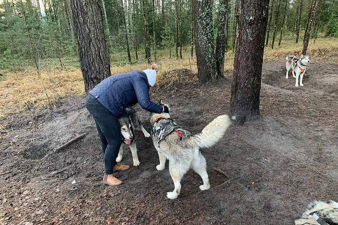 Ultimate Husky dog sledding experience in Latvia - Private tour from Riga - Who should book this private Riga outing