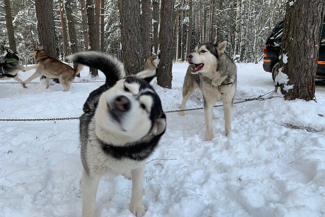 Ultimate Husky dog sledding experience in Latvia - Private tour from Riga - How the six-minute husky ride works